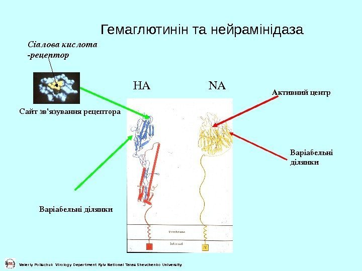   Гемаглютинін та нейрамінідаза Сайтзв'язуваннярецептора Активний центр Варіабельні ділянки HA NAСіалова кислота рецептор