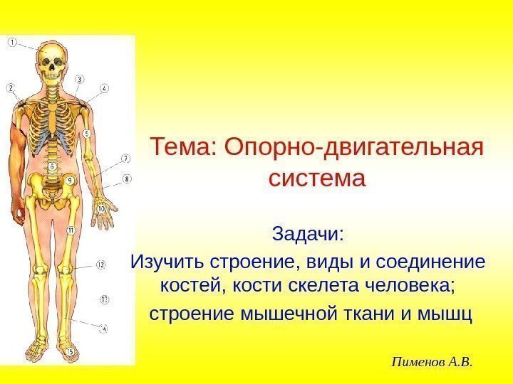 Тема: Опорно-двигательная система Задачи: Изучить строение, виды и соединение костей, кости скелета человека; 