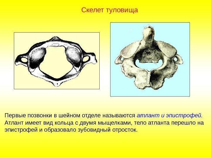 Первые позвонки в шейном отделе называются атлант и эпистрофей.  Атлант имеет вид кольца