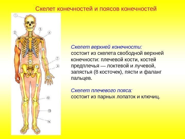 Скелет верхней конечности: состоит из скелета свободной верхней конечности: плечевой кости, костей предплечья —