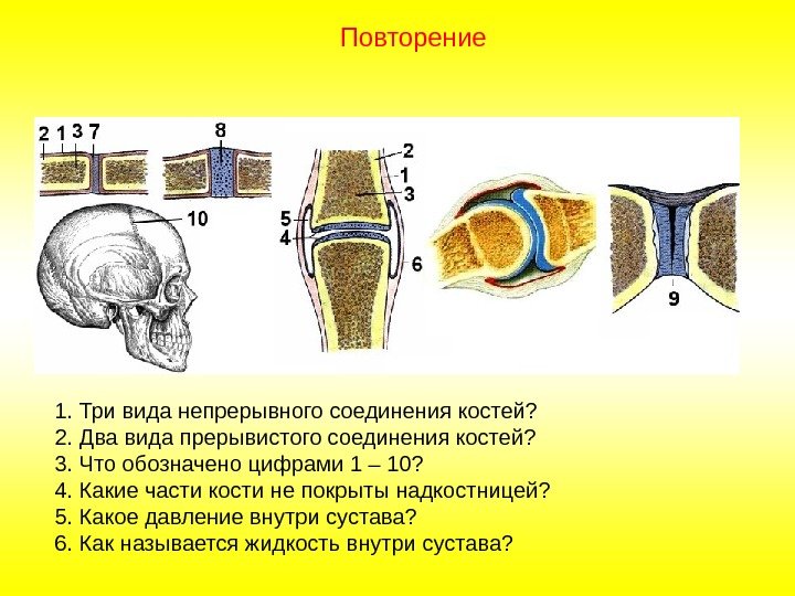 1. Три вида непрерывного соединения костей? 2. Два вида прерывистого соединения костей? 3. Что