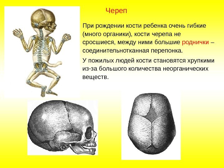 При рождении кости ребенка очень гибкие (много органики), кости черепа не сросшиеся, между ними