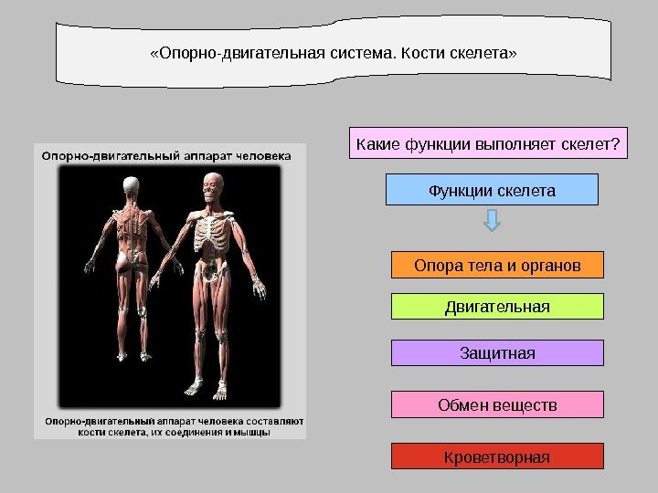  «Опорно-двигательная система. Кости скелета» Функции скелета Опора тела и органов Двигательная Защитная Обмен