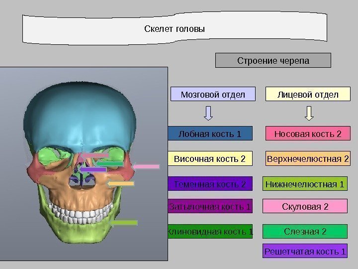 Скелет головы Строение черепа Лицевой отдел Затылочная кость 1 Теменная кость 2 Височная кость