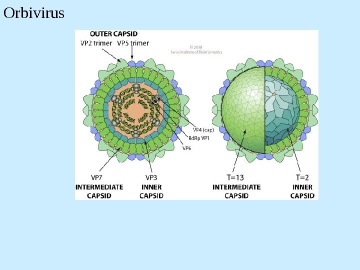 Orbivirus 