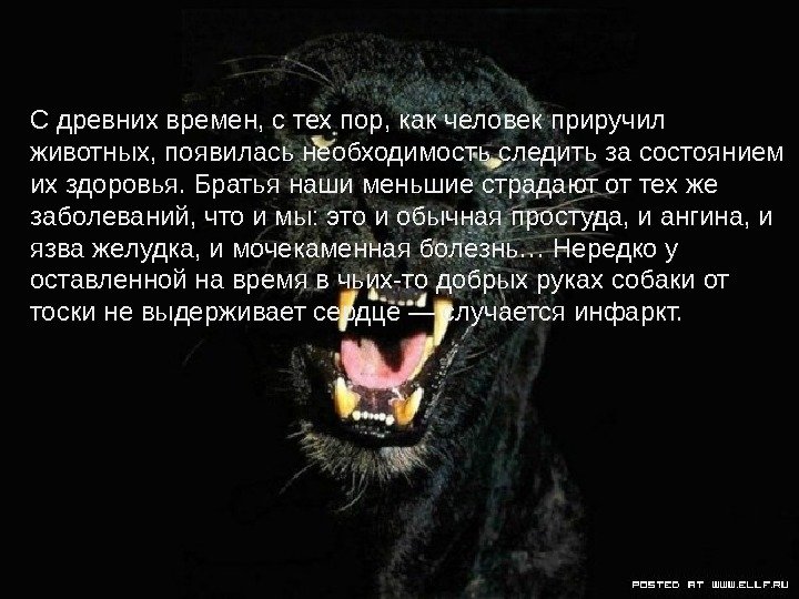 Сдревнихвремен, стехпор, какчеловекприручил животных, появиласьнеобходимостьследитьзасостоянием ихздоровья. Братьянашименьшиестрадаютоттехже заболеваний, чтоимы: этоиобычнаяпростуда, иангина, и язважелудка, имочекаменнаяболезнь…Нередкоу