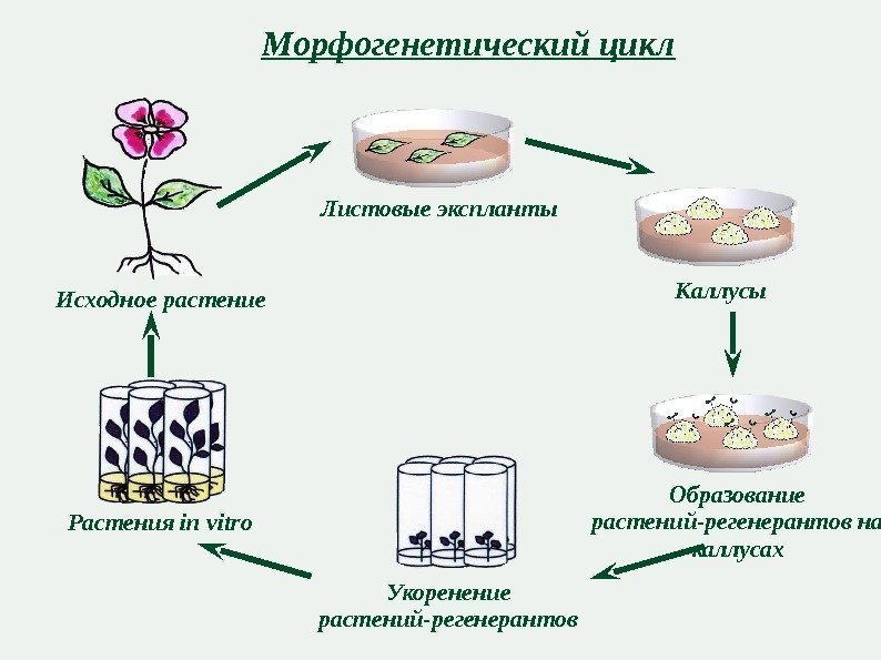 Морфогенетический цикл Образование растений-регенерантов на каллусах. Исходное растение Листовые экспланты Каллусы Укоренение растений-регенерантов. Растения