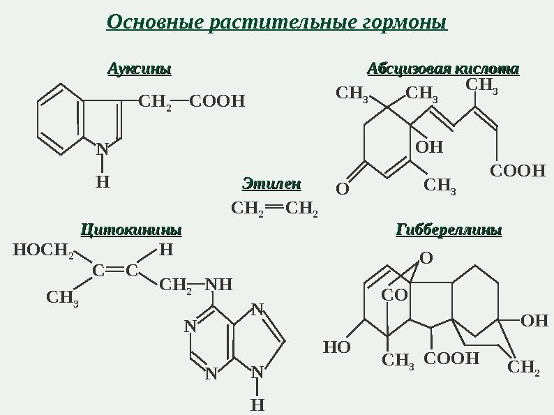 Основные растительные гормоны Ауксины N H CH 2 COOH Абсцизовая кислота CH 3 OH