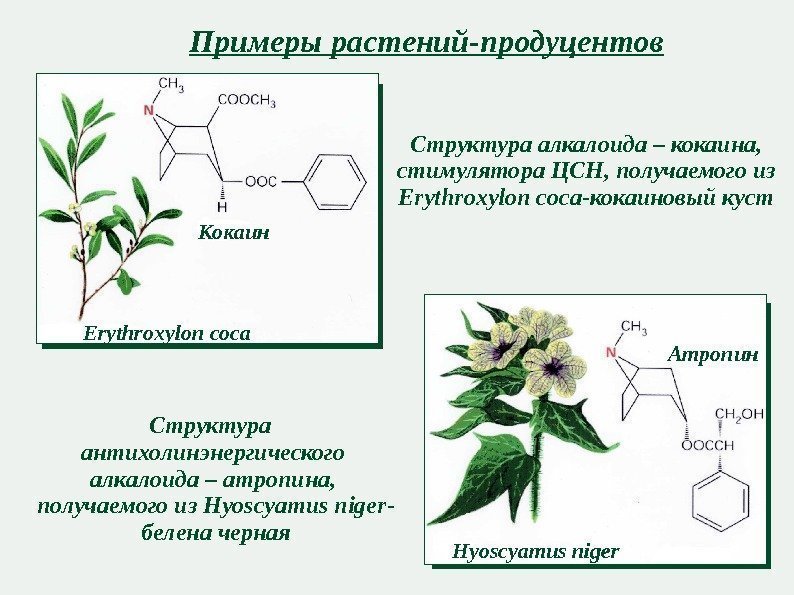 Алкалоид в белене