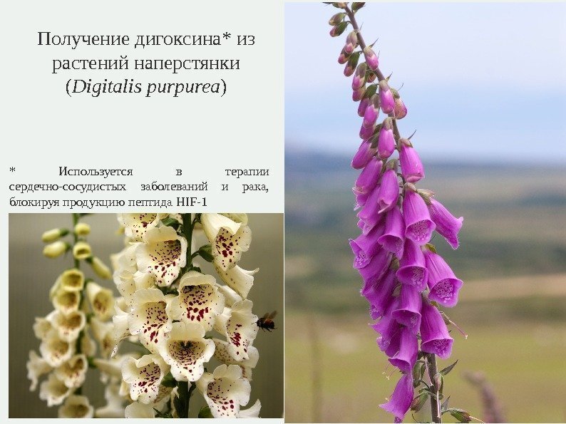 Получение дигоксина* из растений наперстянки ( Digitalis purpurea ) * Используется в терапии сердечно-сосудистых