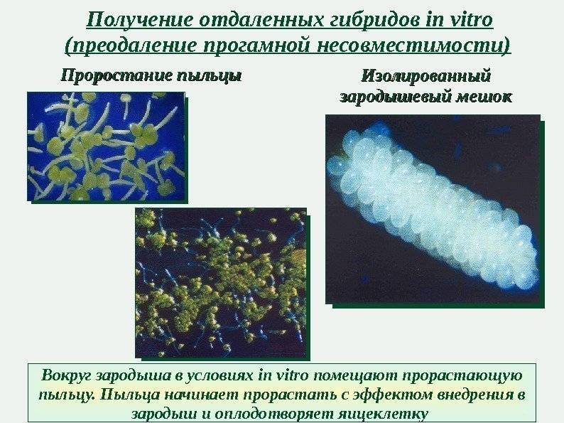 Получение отдаленных гибридов in vitro (преодаление прогамной несовместимости) Проростание пыльцы Изолированный зародышевый мешок Вокруг
