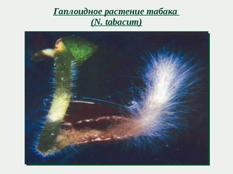 Гаплоидное растение табака (N. tabacum) 
