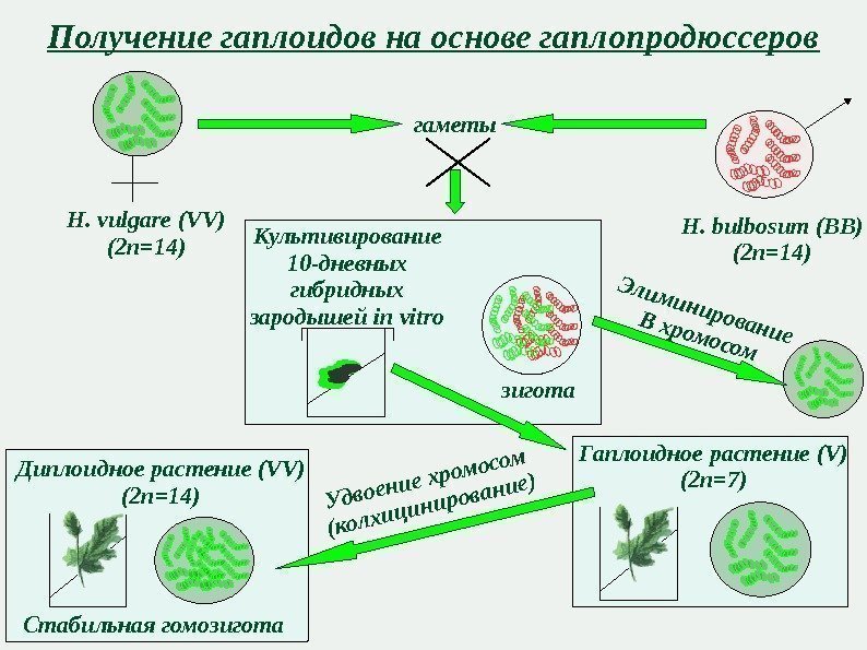 Биотехнологии растений презентация