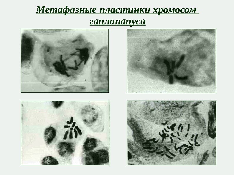 Метафазные пластинки хромосом гапло п а п уса 
