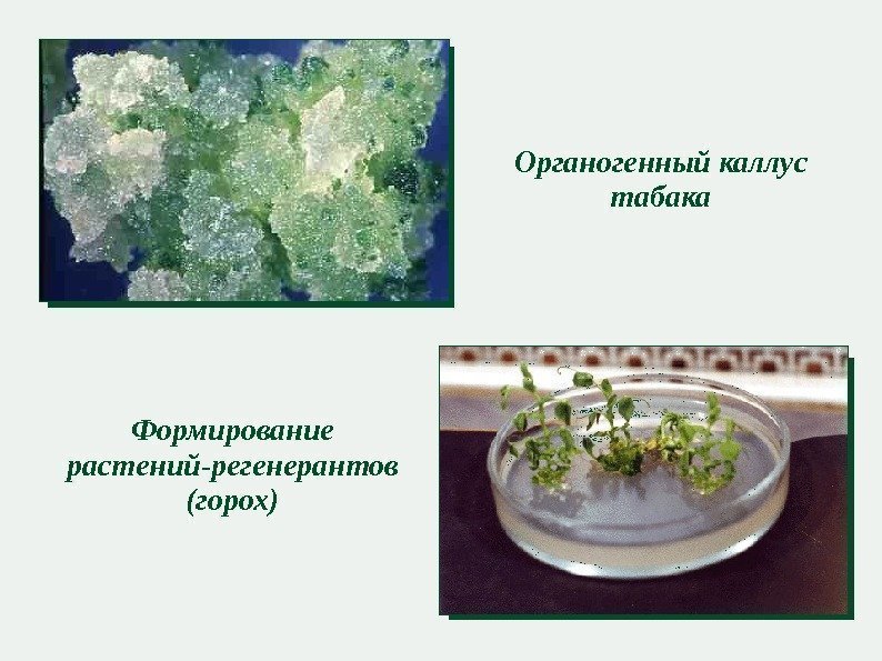 Органогенный каллус табака Формирование растений-регенерантов (горох) 