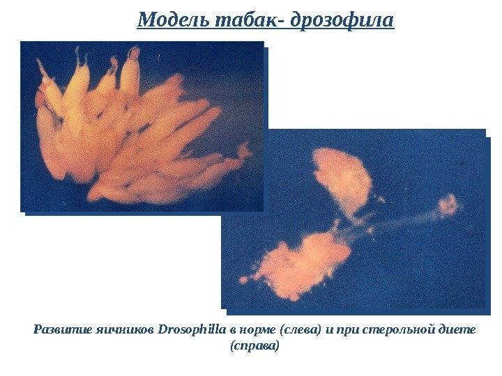 Модель табак- дрозофила Развитие яичников Drosophilla в норме (слева) и при стерольной диете (справа)
