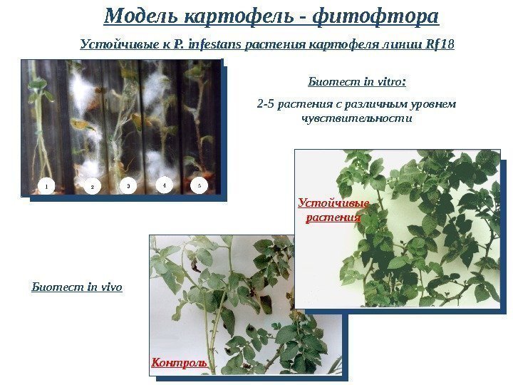 Модель картофель - фитофтора Биотест in vitro: 2 -5 растения с различным уровнем чувствительности.