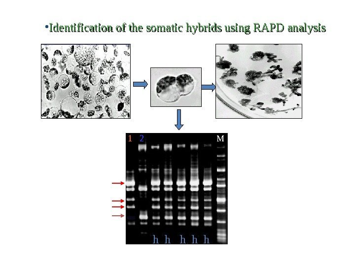 h h h M 1 2 • Identification of the somatic hybrids using RAPD