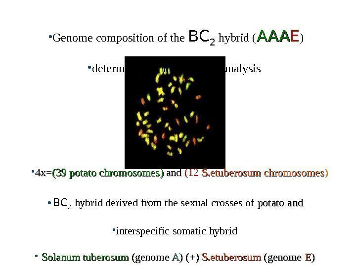  • Genome composition of the BC 2 hybrid ( AAAAAA E ) •