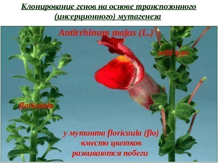 у мутанта floricaula (flo)  вместо цветков развиваются побеги Antirrhinum majus (L. ) floricaula