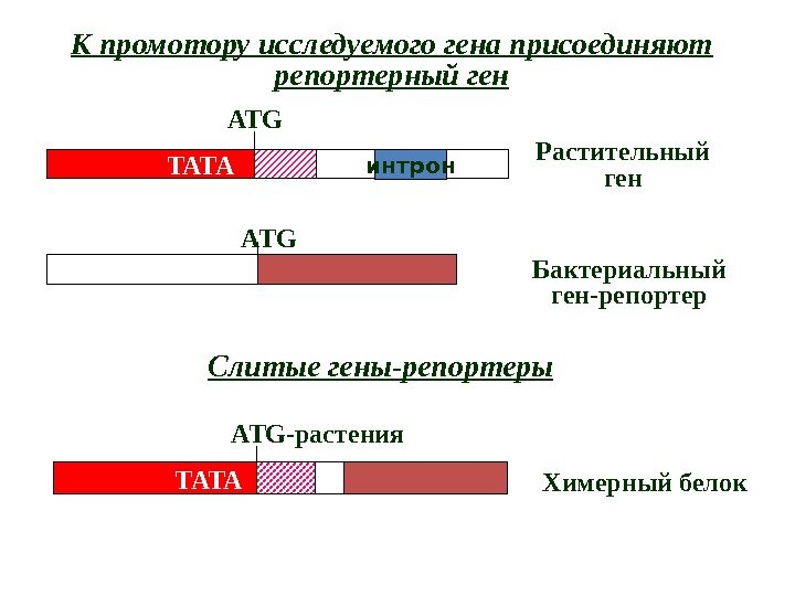 интрон ТАТА ATG Растительный ген ATG Бактериальный ген-репортер Слитые гены-репортеры. К промотору исследуемого гена