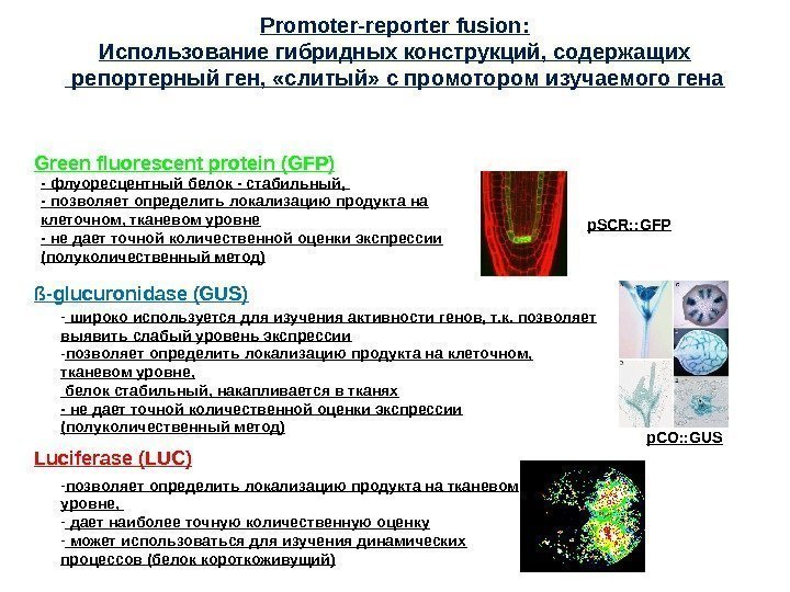 Green fluorescent protein (GFP) Luciferase (LUC)ß-glucuronidase  (GUS) Promoter-reporter fusion: Использование гибридных конструкций, содержащих
