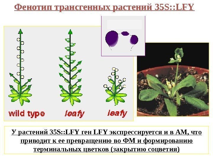 Фенотип трансгенных растений 35 S: : LFY У растений 35 S: : LFY ген