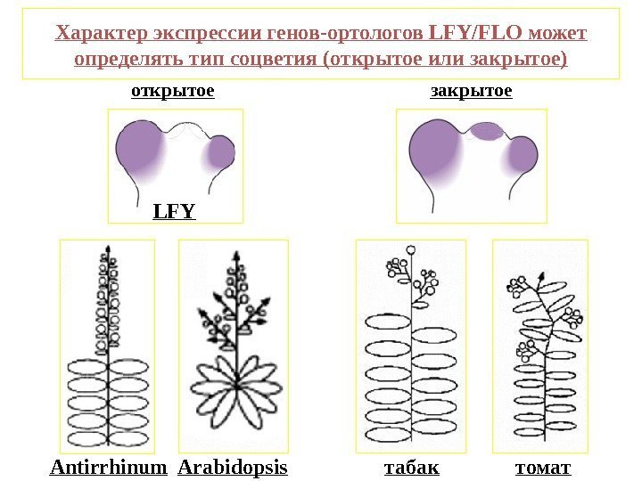 Характер экспрессии генов-ортологов LFY/FLO может определять тип соцветия (открытое или закрытое) закрытое табак томат.