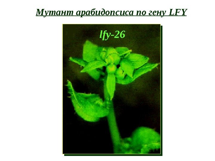 lfy-26 Мутант арабидопсиса по гену LFY 