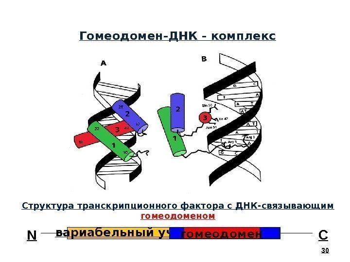 30 Гомеодомен-ДНК - комплекс вариабельный уч. гомеодомен N ССтруктура транскрипционного фактора с ДНК-связывающим гомеодоменом
