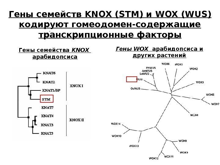 31 31   Гены семейств KNOX ( STM) и WOX (WUS) кодируют гомеодомен-содержащие