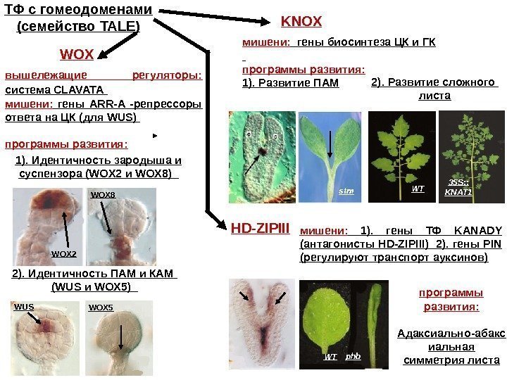 ТФ с гомеодоменами ( семейство TALE) KNOX мишени:  гены биосинтеза ЦК и ГК