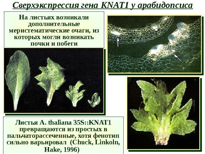 Сверхэкспрессия гена KNAT 1 у арабидопсиса На листьях возникали дополнительные меристематические очаги, из которых