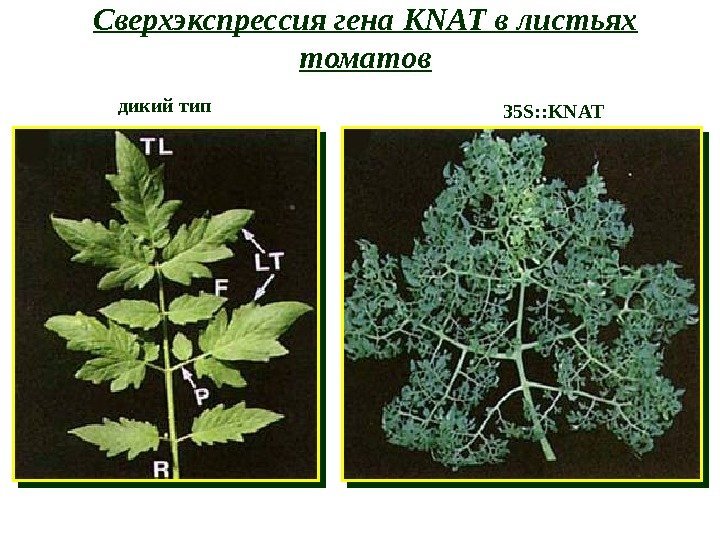 Сверхэкспрессия гена KNAT в листьях томатов дикий тип 35 S: : KNAT 