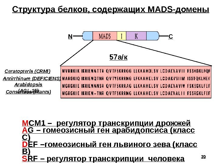 39 M CM 1 – регулятор транскрипции дрожжей A G – гомеозисный ген арабидопсиса