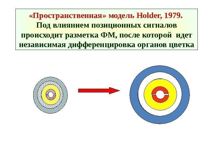  «Пространственная» модель Holder, 1979.  Под влиянием позиционных сигналов происходит разметка ФМ, после