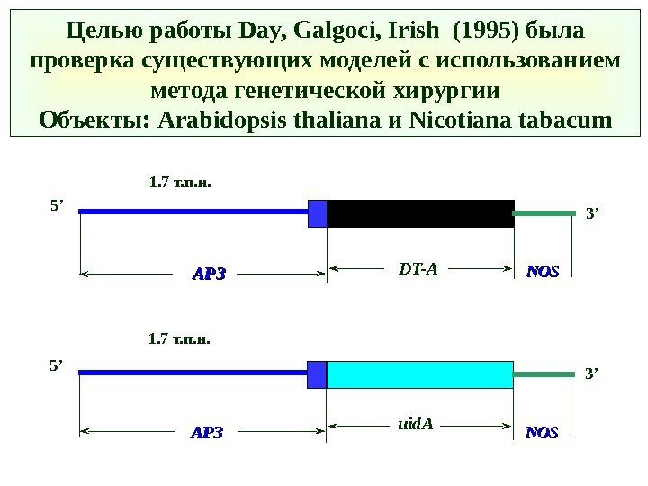 Целью работы Day, Galgoci, Irish ( 1995 ) была проверка существующих моделей  с