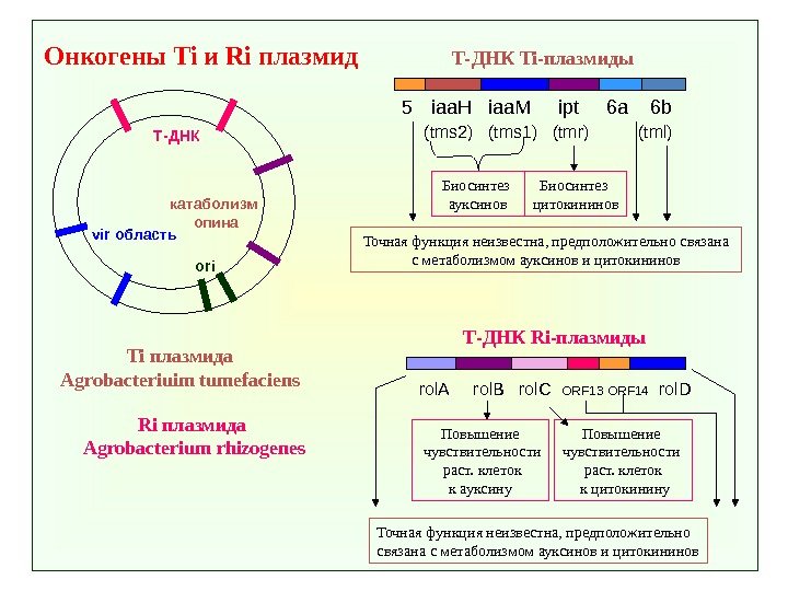 Онкогены Ti и Ri плазмид Ti плазмида Agrobacteriuim tumefaciens Т-ДНК vir область 5 iaa.