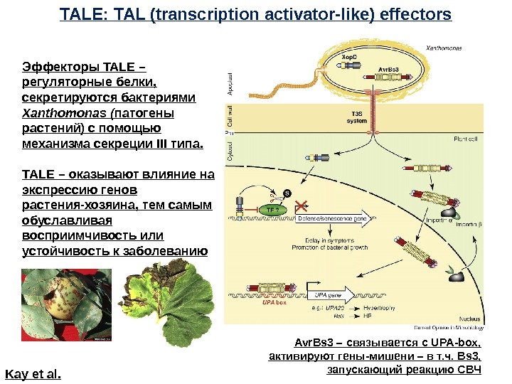 TALE :  TAL (transcription activator-like) effectors Эффекторы TALE – регуляторные белки,  секретируются