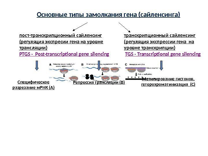 Основные типы замолкания гена (сайленсинга) п ост - транскрипционн ый сайленсинг (регуляция экспресии гена