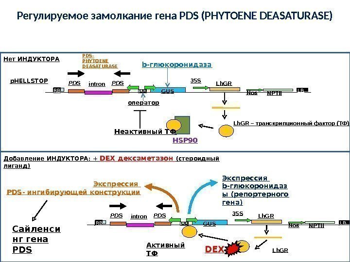 Регулируемое замолкание гена PDS (PHYTOENE DEASATURASE) LBRB RB LB 35 S Lh. GR GUSop