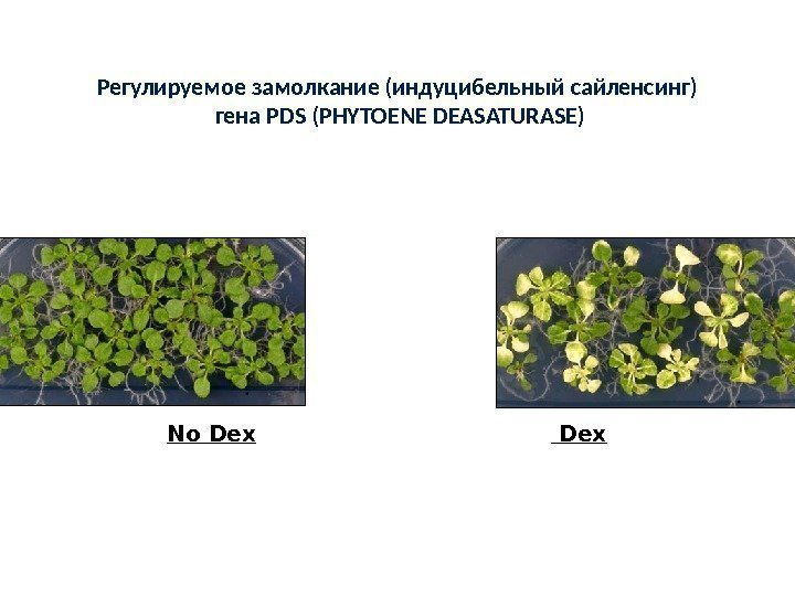 Регулируемое замолкание (индуцибельный сайленсинг) гена PDS ( PHYTOENE  DEASATURASE ) No Dex 