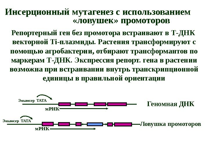  Инсерционный мутагенез с использованием «ловушек» промоторов Репортерный ген без промотора встраивают в Т-ДНК