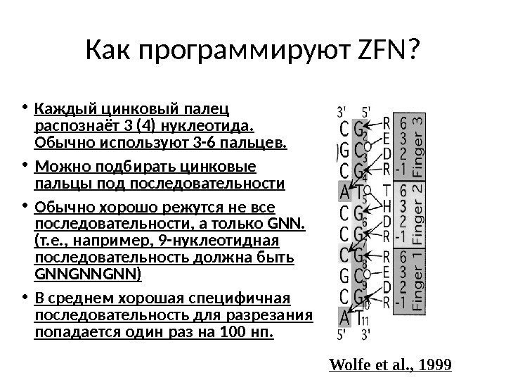 Как программируют ZFN? Wolfe et al. , 1999 • Каждый цинковый палец распознаёт 3