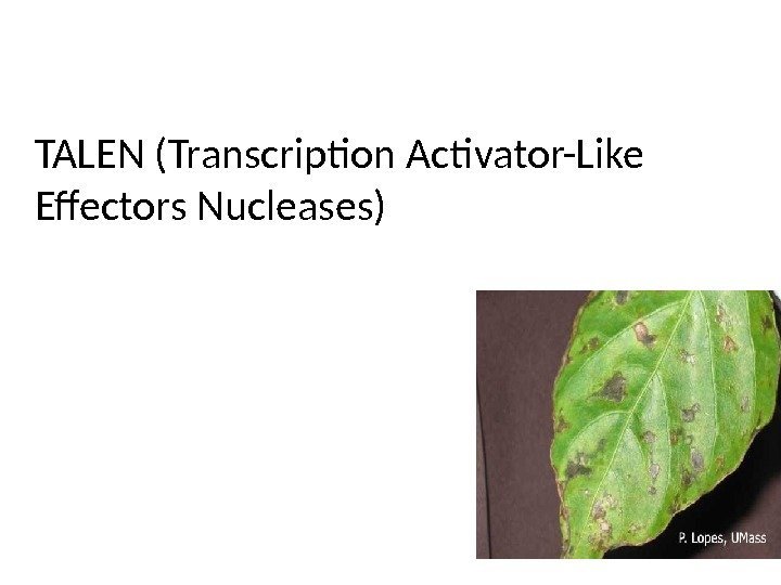 TALEN (Transcription Activator-Like Effectors Nucleases) 