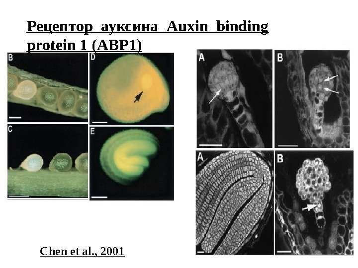 Рецептор ауксина Auxin binding protein 1 (ABP 1) Chen et al. , 2001 