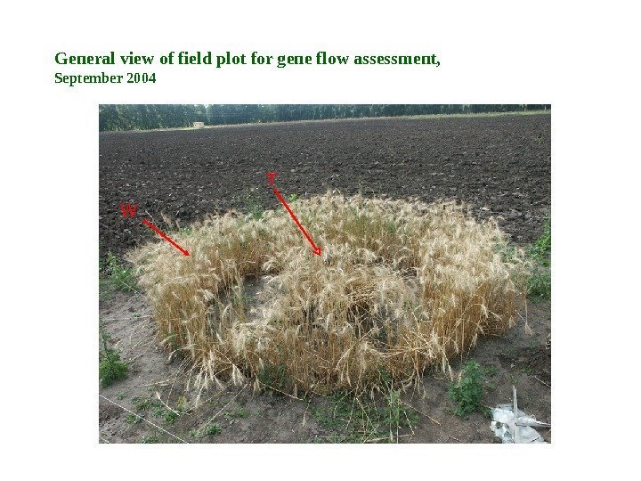 T WGeneral view of field plot for gene flow assessment, September 2004 