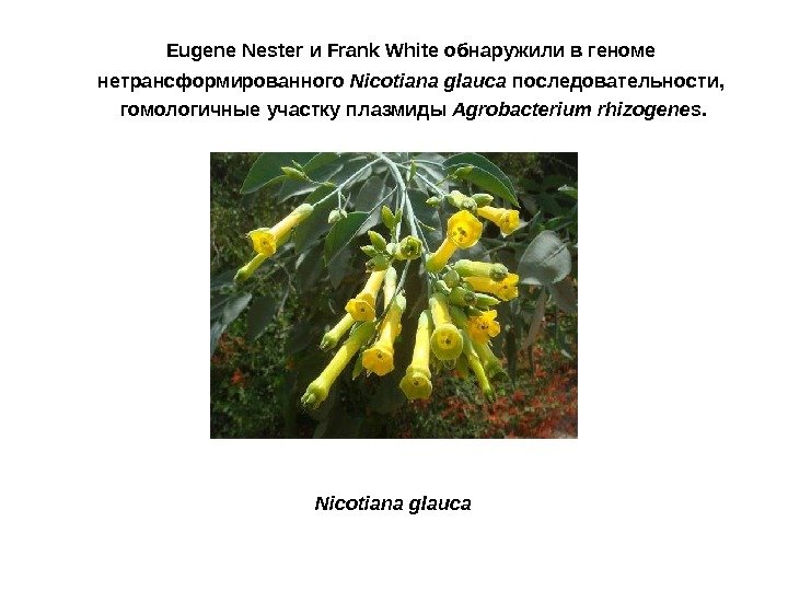 Eugene  Nester и Frank White обнаружили в геноме нетрансформированного Nicotiana glauca последовательности, 