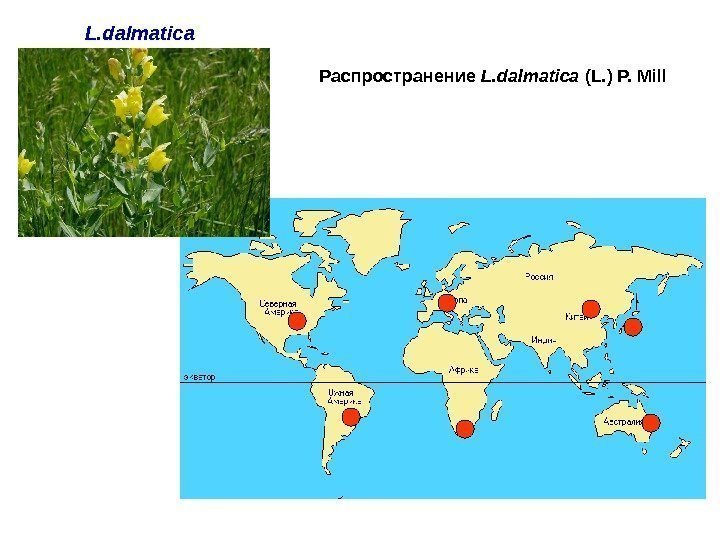 L. dalmatica Распространение L. dalmatica (L. ) P. Mill 