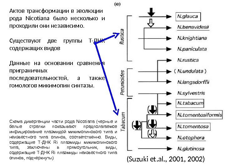 35 ( Suzuki et. al. , 2001, 2002)Актов трансформации в эволюции  рода Nicotiana